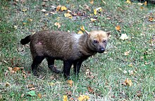 Speothos venaticus Zoo Praha 2011-5.jpg