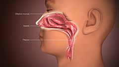 3D tıbbi animasyon hareketsiz insan burnunu tasvir ederek çekildi