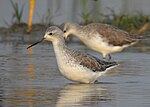 Thumbnail for File:Marsh sandpiper 01.jpg