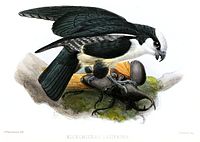 Painting of a small, dark-backed, white-fronted raptor with its wings partially out, standing on a large rhinoceros beetle