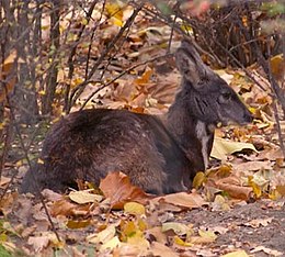 Szibériai pézsmaszarvas (Moschus moschiferus)