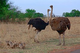 Familie Afrikanischer Strauße