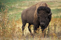 Amerikai bölény (Bison bison) bika