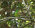 Blue-crowned chlorophonia