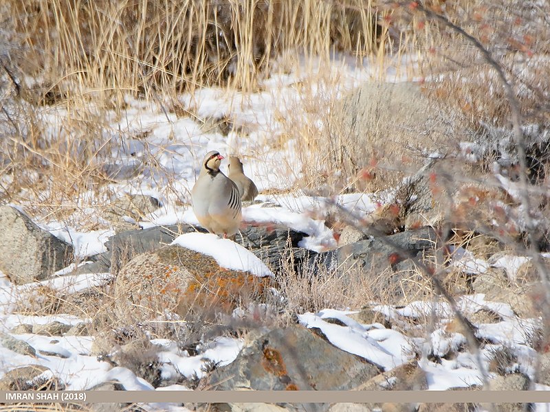 File:Chukar Partridge (Alectoris chukar) (48088971647).jpg