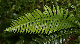 (ng: Fern frond)