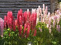 Ornamental lupins, Ushuaia, Argentina