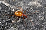 Le flash fausse la coloration : l'insecte parait brun mais sa cuticule est en fait presque transparente.