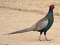 Green pheasant