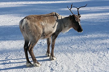 Rangifer tarandus