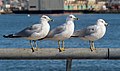 43 Ring-billed gulls in Red Hook (42792) uploaded by Rhododendrites, nominated by Rhododendrites,  12,  1,  0