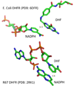 Structure difference of substrate binding in EcDHFR and R67 DHFR