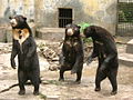 Three sun bears at the Medan old zoo in Jalan Brigjen Katamso, Medan, North Sumatra, Indonesia.