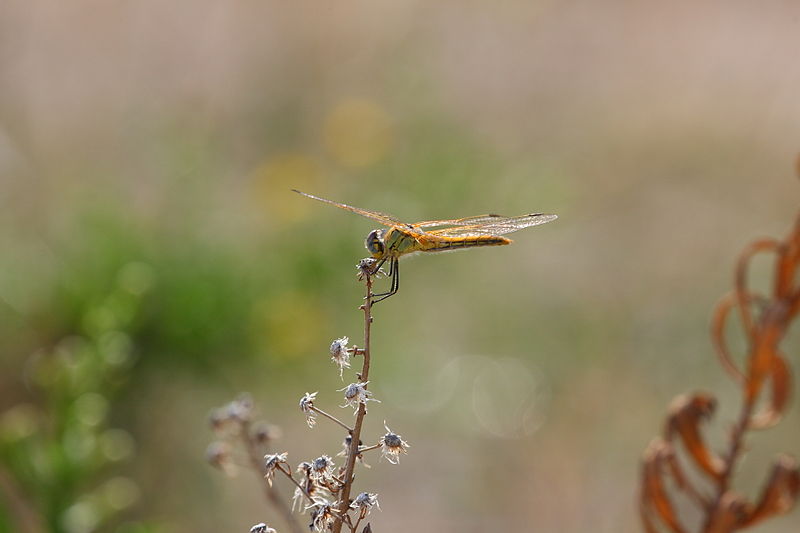 File:Sympetrum fonscolombii - Calanque de Port Miou 4.jpg