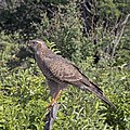 91 Southern pale chanting goshawk (Melierax canorus argentior) juvenile uploaded by Charlesjsharp, nominated by Charlesjsharp,  11,  4,  0