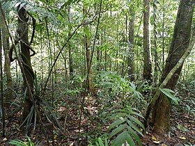 Agumbe rainforest, Karnataka