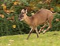 Négyszarvú antilop (Tetracerus quadricornis) az alcsalád legkisebb és legősibb képviselője