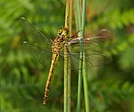 Sympetrum vulgatum – Weibchen