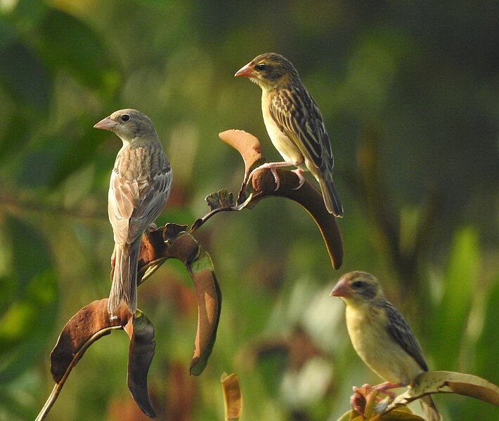 File:Black headed bunting 28.jpg