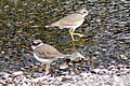 Long-billed plover