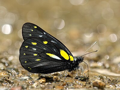 Close Wing mud-puddling position of Delias berinda (Moore, 1872) – Dark Jezebel