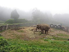 Elephant at Belfast Zoo - geograph.org.uk - 3677917.jpg