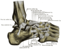 Ayağın lateral görünümünün ligamentleri