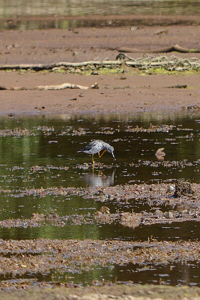 File:Greater Yellowlegs (Tringa melanoleuca) - Springdale, Newfoundland 2019-08-16 (06).jpg