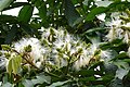 Image 12The flower of an Inga tree. (from Agroforestry)