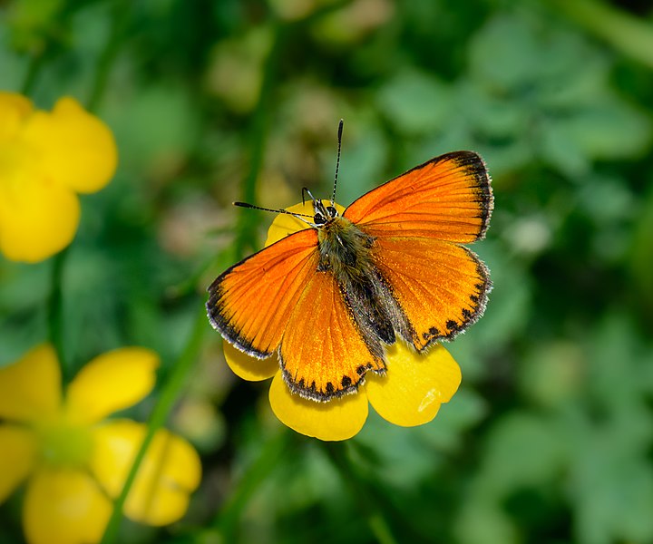 File:Lycaena virgaureae Tauerntal 01.jpg