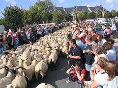 La transhumance des moutons de prés salés à l'approche de l'hiver.