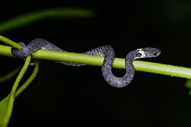 Pareas margaritophorus, un Pareatidae