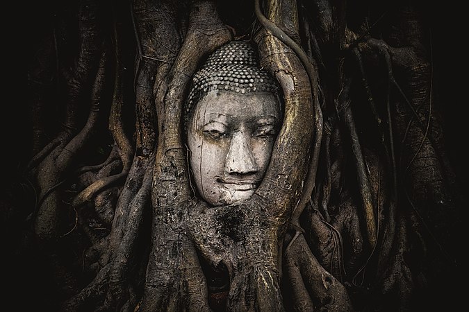 The head of a sandstone Buddha statue nestled in the tree roots beside the minor chapels of Wat Maha That, Phra Nakhon Si Ayutthaya Province, Thailand. The temple is one of the most tourist and photographic attractions in the UNESCO World Heritage Site of Ayutthaya, an ancient capital of Siam. Photograph: Siripatwongpin