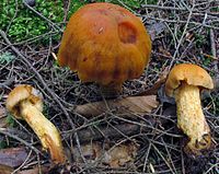 Cortinarius limonius