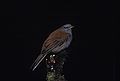 Andean solitaire