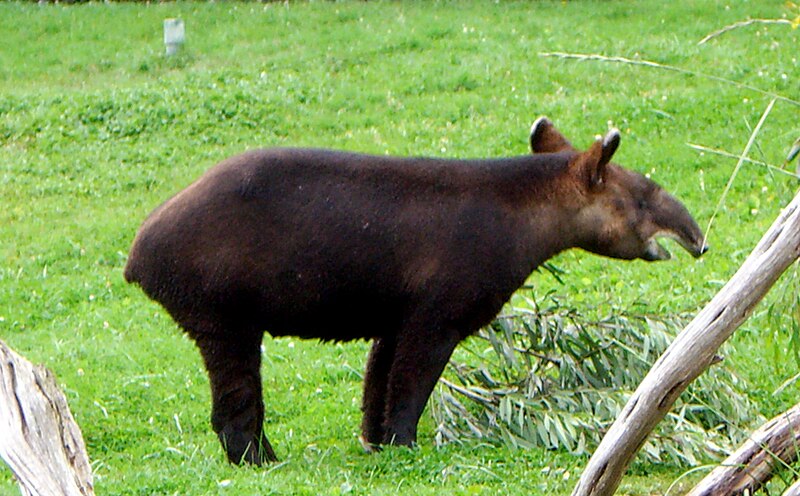 File:Mountain Tapir.jpg