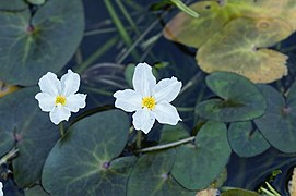 Nymphoides hydrophylla 7917.jpg