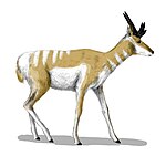 Osbornoceros