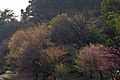 Prunus serrulata, Brazil