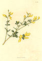 Baptisia tinctoria