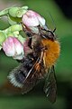 Bombus hypnorum