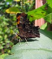 C-Falter (Polygonia C-album)