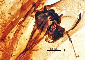 Chronomyrmex medicinehatensis