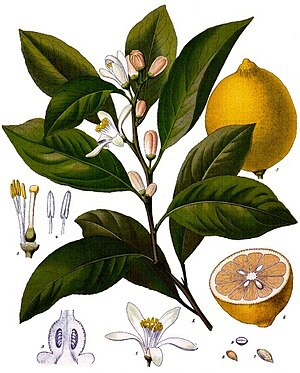 Citrus limon