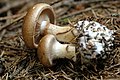 Cortinarius.allutus