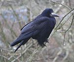 Råka (Corvus frugilegus), Europa och Asien.