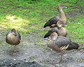 Plumed whistling duck