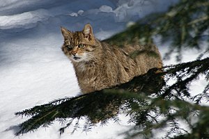 Europeesk Wil Kaat (Felis silvestris silvestris)