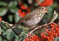 Hermit thrush