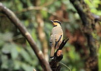 Photo of a tan bird with black wings, a black throat, and black eyeline sitting on a branch